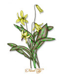 Trout Lily Photographic Print by Drew Horne