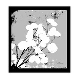 Money Plant Photographic Print by Herb Dickinson