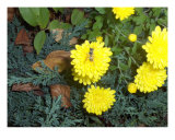 The Bees Photographic Print by Robert M Worth Jr