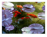 Koi Photographic Print by Jonny Bean