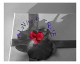 The Gift Photographic Print by Dazzle Photo 