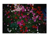 Blushing Petunia Mix Photographic Print by Darlene Navor