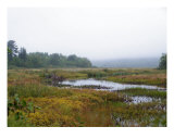 Morning Fog Photographic Print by Gene Cyr