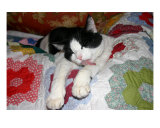 Cat On A Quilt Photographic Print by Jessica Emery
