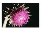 Thistle 2 Stampa fotografica di Joel Stuthman