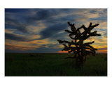 Cactus At Sunset Photographic Print by Matthew Watrous