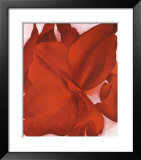 Red Cannas Posters by Georgia O'Keeffe