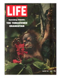 Vanishing Wildlife: The Threatened Orangutan, March 28, 1969 Photographic Print by Co Rentmeester