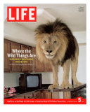 14-year-old Sinbad the Lion Standing on Counter in Owner's Las Vegas Kitchen, August 5, 2005 Photographic Print by Marc Joseph