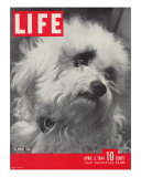 Glamor Dog Pooch, Mixed Breed of Maltese Poodle and Wire-haired Terrier, April 3, 1944 Lámina fotográfica por Nina Leen