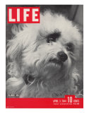 Glamor Dog Pooch, Mixed Breed of Maltese Poodle and Wire-haired Terrier, April 3, 1944 Photographic Print by Nina Leen