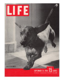 Dachsund Rudy Trotting Across Doorway in his Mexico City Home, September 23, 1946 Photographic Print by Frank Scherschel