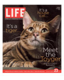 Sumatra, an 11-Month-Old Champion Toyger, February 23, 2007 Photographie par Roe Ethridge