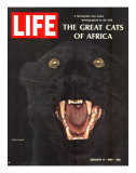 The Great Cats of Africa, Black Leopard, January 6, 1967 Lámina fotográfica por John Dominis The Great Cats of Africa, Black Leopard, January 6, 1967 Lámina fotográfica por John Dominis