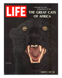 The Great Cats of Africa, Black Leopard, January 6, 1967 Photographie par John Dominis