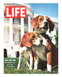 President Johnson's Beagles, June 19, 1964 Photographie par Francis Miller