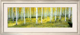 Ashley National Forest Prints by Alain Thomas