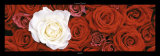 Rosas: 1 de 2 Láminas por Laurent Pinsard Rosas: 1 de 2 Láminas por Laurent Pinsard