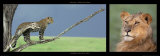 Leopard and Young Leon Affiche par Michel & Christine Denis-Huot