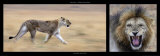 Lioness and Lion Posters by Michel & Christine Denis-Huot