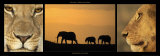 Elephants and Lions Poster von Michel & Christine Denis-Huot