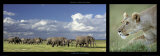 Elephants and Lioness Posters by Michel & Christine Denis-Huot