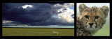 Cheetah and Storm Affiches par Michel & Christine Denis-Huot