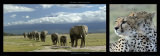 Elephants and Cheetah Art by Michel & Christine Denis-Huot