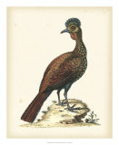 Regal Pheasants V Posters par George Edwards