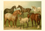 Horse Breeds II Affiches par Emil Volkers