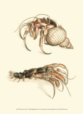 Hermit Crabs I Prints by Frederick P. Nodder