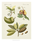 Breadfruit Posters av Bertuch