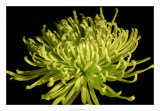 Fuji Mum IV Posters par Renee Stramel