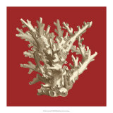 Coral on Red I Posters