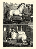 Galloping Horses II Prints
