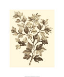 Sepia Munting Foliage I Giclee Print by Abraham Munting