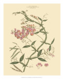 Blushing Pink Florals VI Prints by John Miller (Johann Sebastien Mueller) 