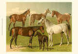 Horse Breeds I Posters by Emil Volkers