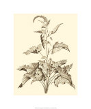 Sepia Munting Foliage II Giclee Print by Abraham Munting