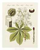 Horse Chestnut Kunst av Bertuch