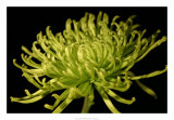 Fuji Mum II Affiche par Renee Stramel