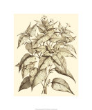 Sepia Munting Foliage III Giclee Print by Abraham Munting