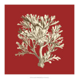 Coral on Red IV Posters