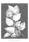 Frosty Philodendron II Prints by Alicia Ludwig