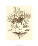 Sepia Munting Foliage IV reproduction procédé giclée par Abraham Munting