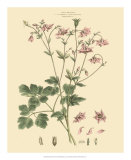 John Miller (Johann Sebastien Mueller) - Blushing Pink Florals IX - Poster John Miller (Johann Sebastien Mueller) - Blushing Pink Florals IX - Poster
