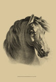 Equestrian Portrait II Affiches