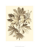 Sepia Munting Foliage V reproduction procédé giclée par Abraham Munting