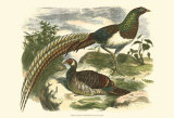 Amherst Pheasant Print