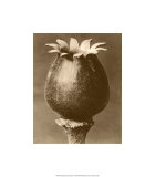 Sepia Botany Study I Giclee-trykk av Karl Blossfeldt